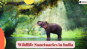 Wildlife Sanctuaries in India