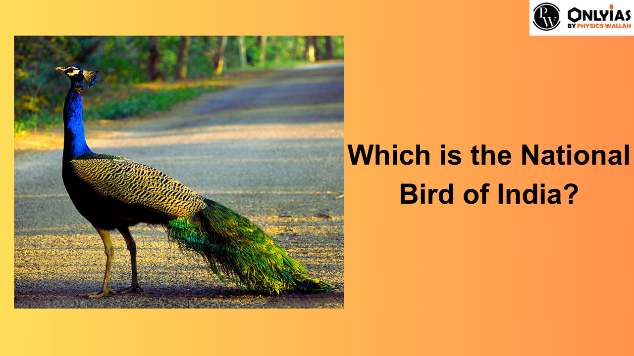 National Bird of India – Interesting Facts about Indian National Bird for UPSC