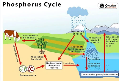 Phosphorus Cycle