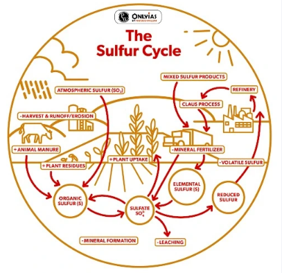 Sulphur Cycle