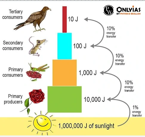 Mode of Nutrition and Energy Flow in Ecosystem Dynamics