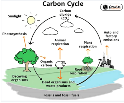 carbon cycle