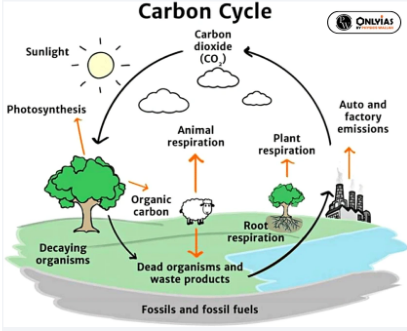 Nitrogen Cycle