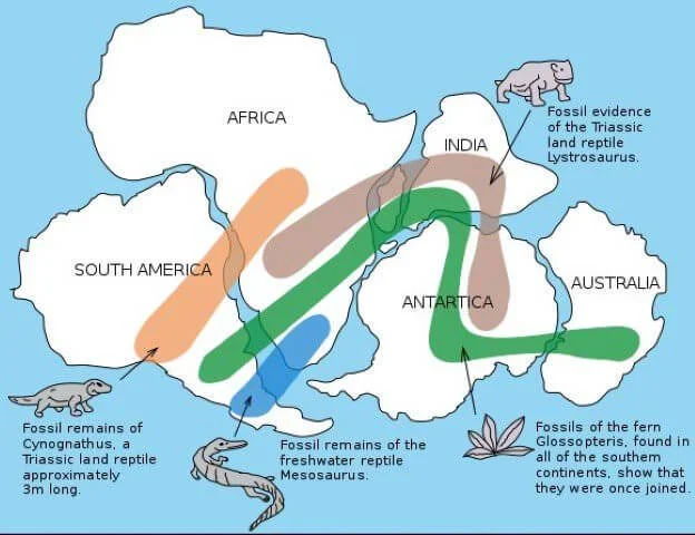 Fossil Distribution: Exploring Fossil Mysteries Across Distant Lands