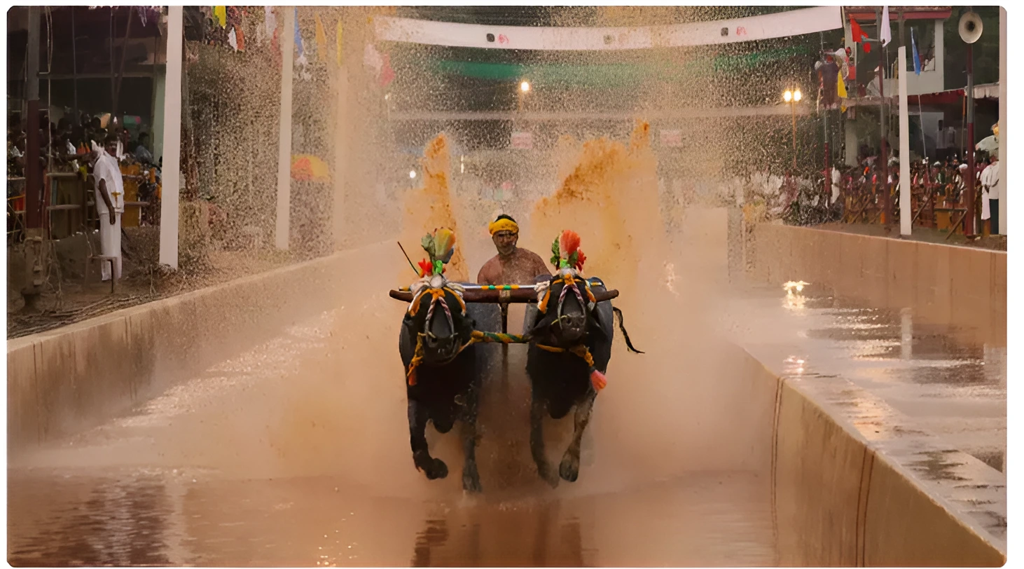 Kambala