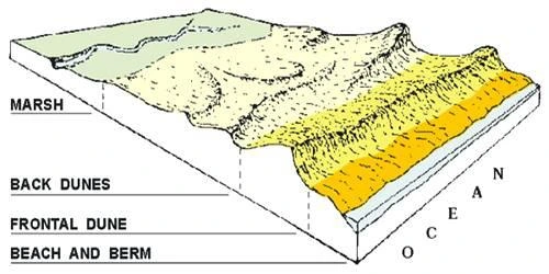 Depositional Landforms - Beaches and Dunes