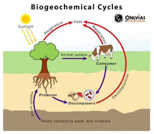 Biogeochemical Cycles