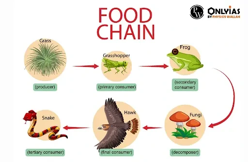 Food Chain