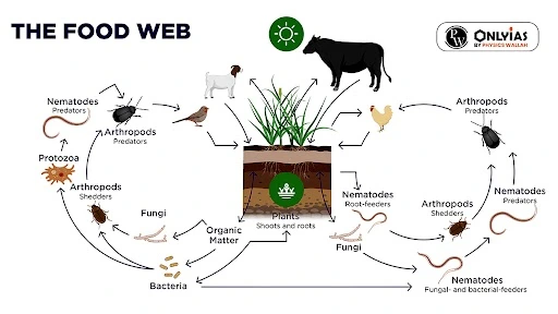 The Food Web