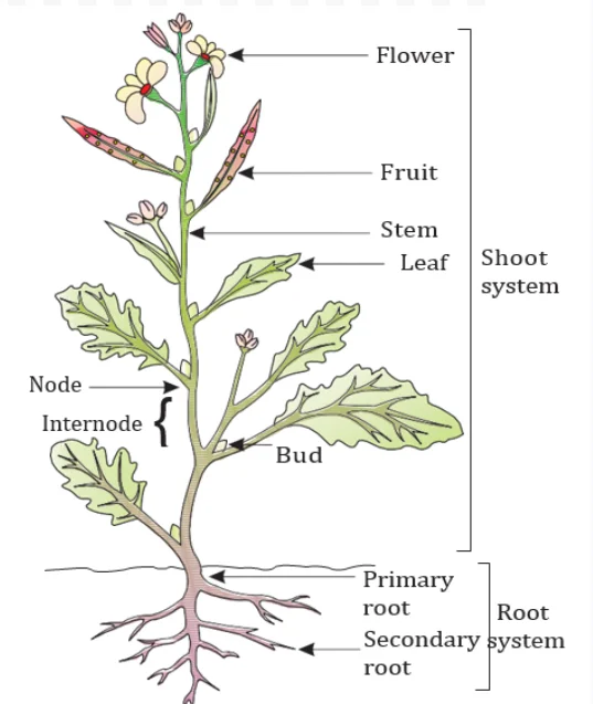 Parts of a Plant 