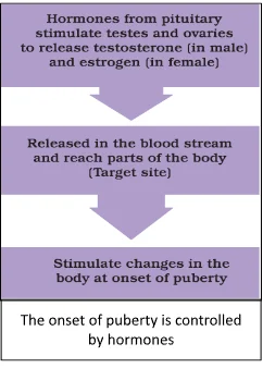 Puberty control by hormones