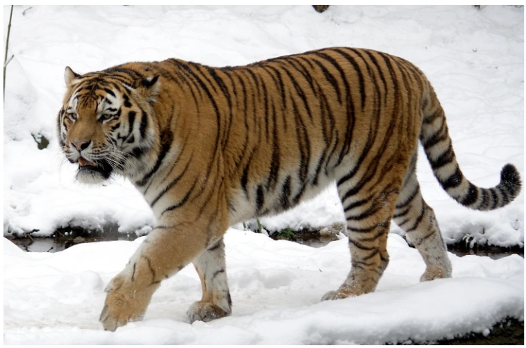 Siberian Tiger