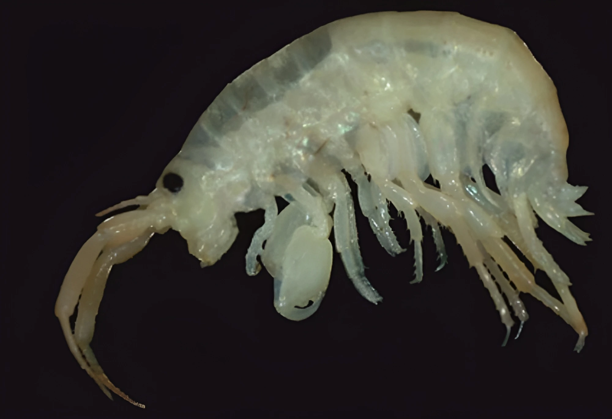 Amphipod