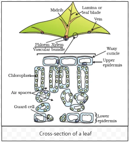 Cross-section of a leaf