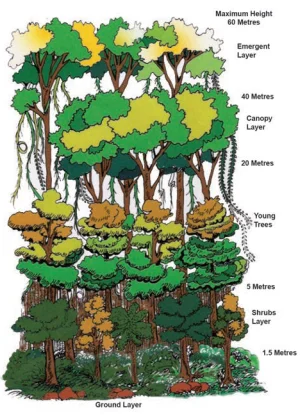 Tropical Evergreen Forest