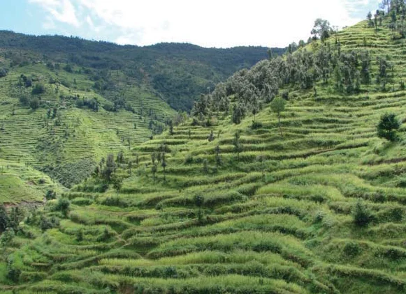 Terrace Farming