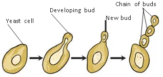 Reproduction in yeast 