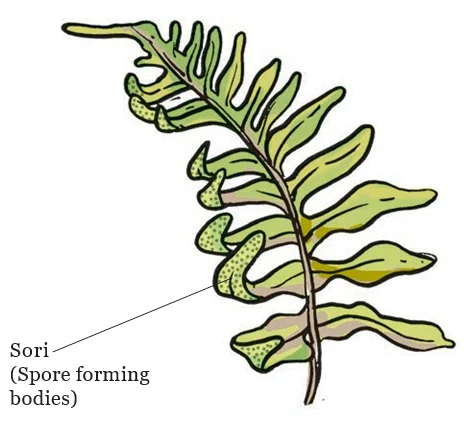 Reproduction through spore