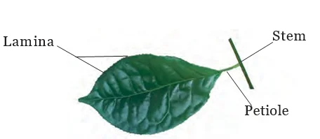 leaf