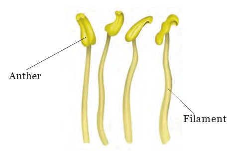 Parts of a Stamen