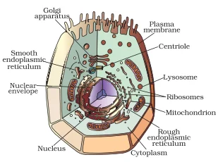 Animal Cell 