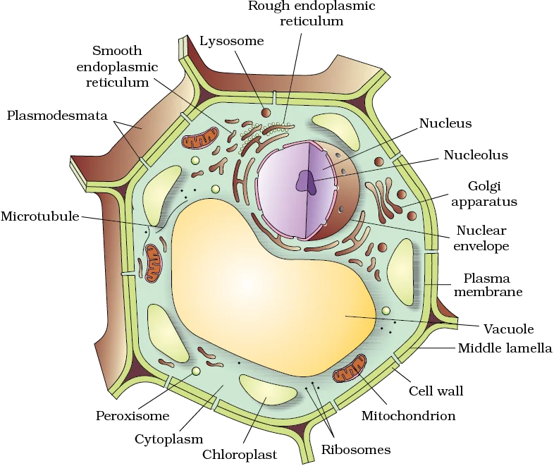 Plant Cell 