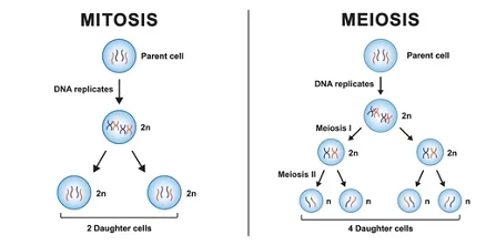 Mitosis and Meiosis