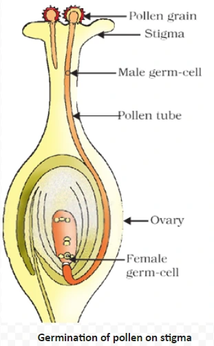 Germination of pollen on stigma