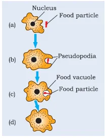 Nutrition in Amoeba