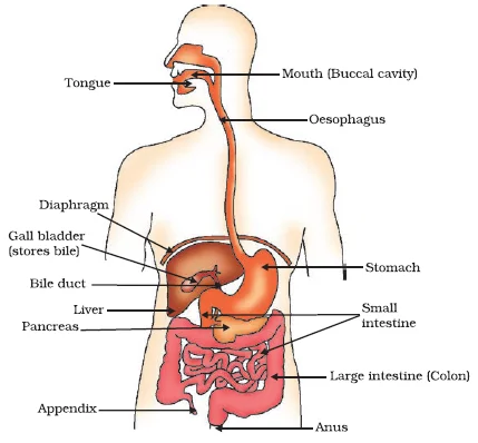 Human Alimentary Canal