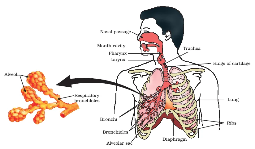 Human respiratory system