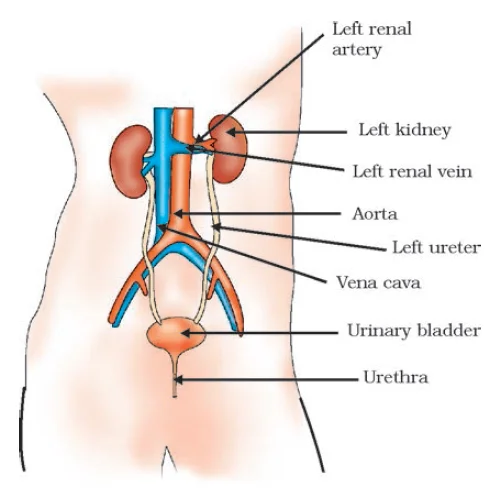 Human excretory system