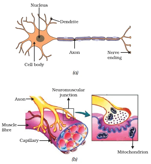 Structural Dynamics of Nervous Tissue