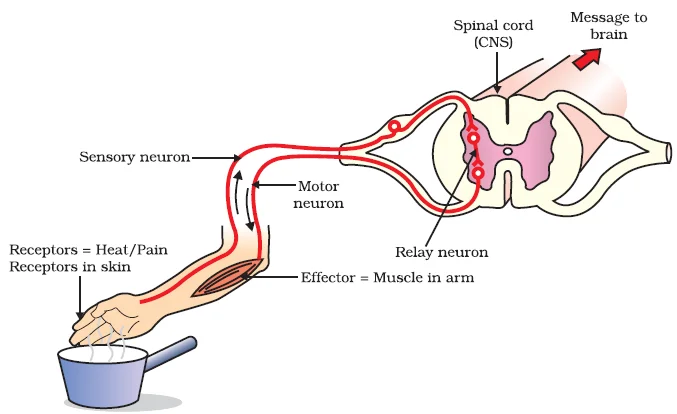 Reflex Arc