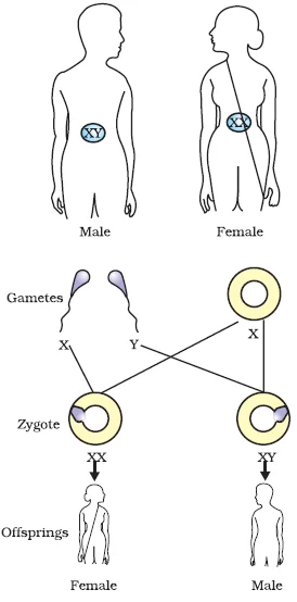 Sex determination in human beings