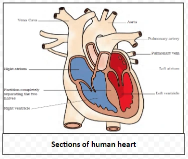 Sections of human heart