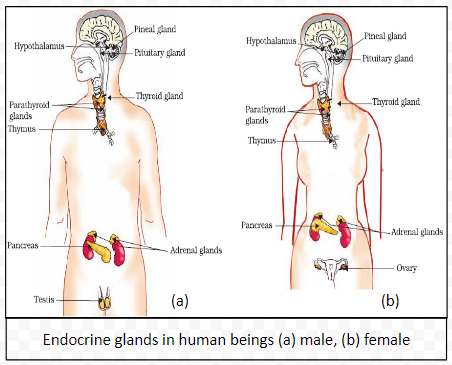 Endocrine glands in human beings (a) male, (b) female