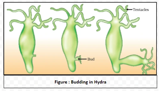 Budding in Hydra