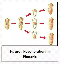 Regeneration in Planaria