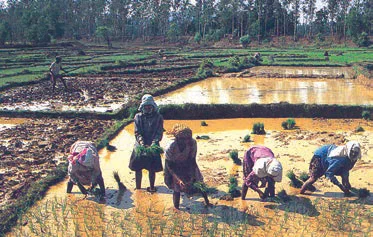 Rice Cultivation