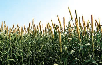 Bajra Cultivation