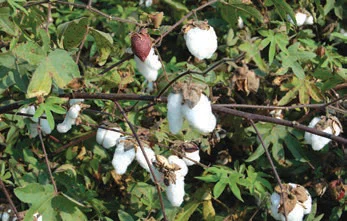 Cotton Cultivation