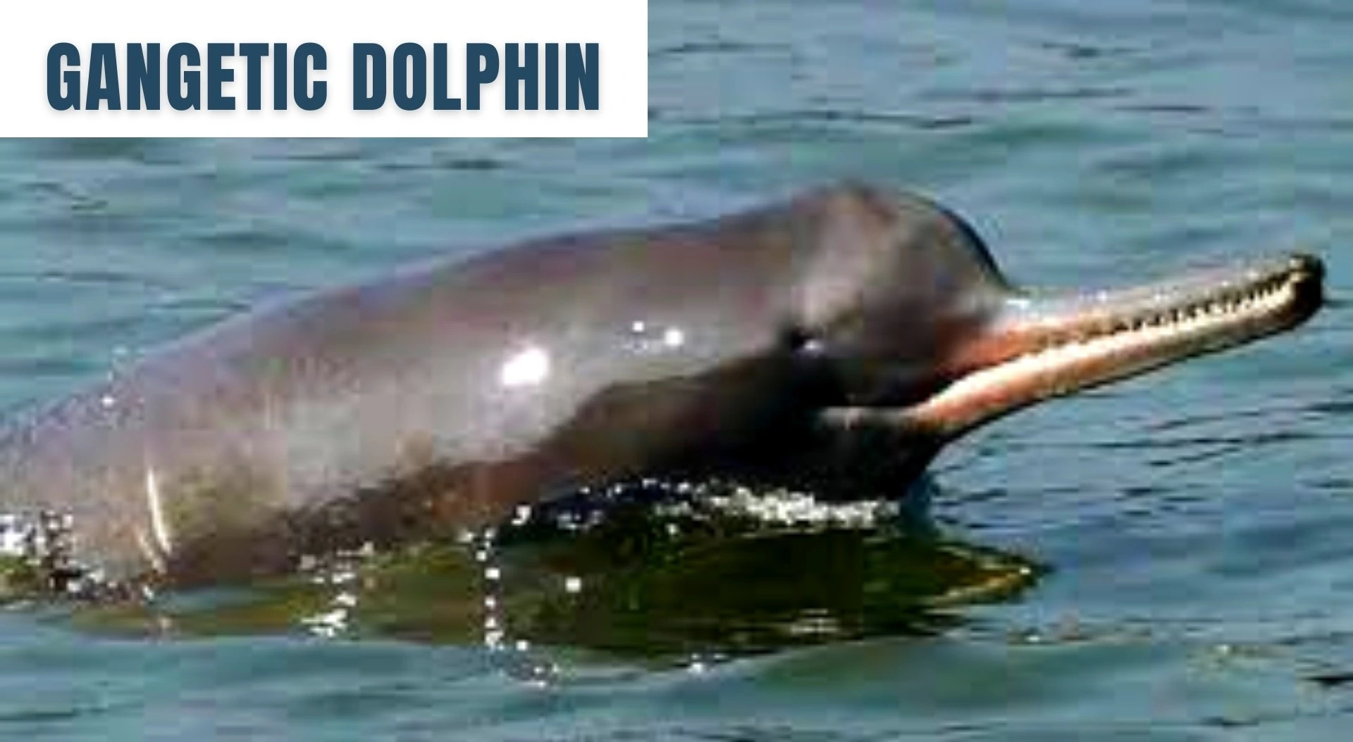 Gangetic Dolphin