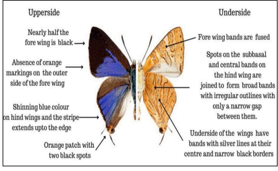 Silverline butterfly
