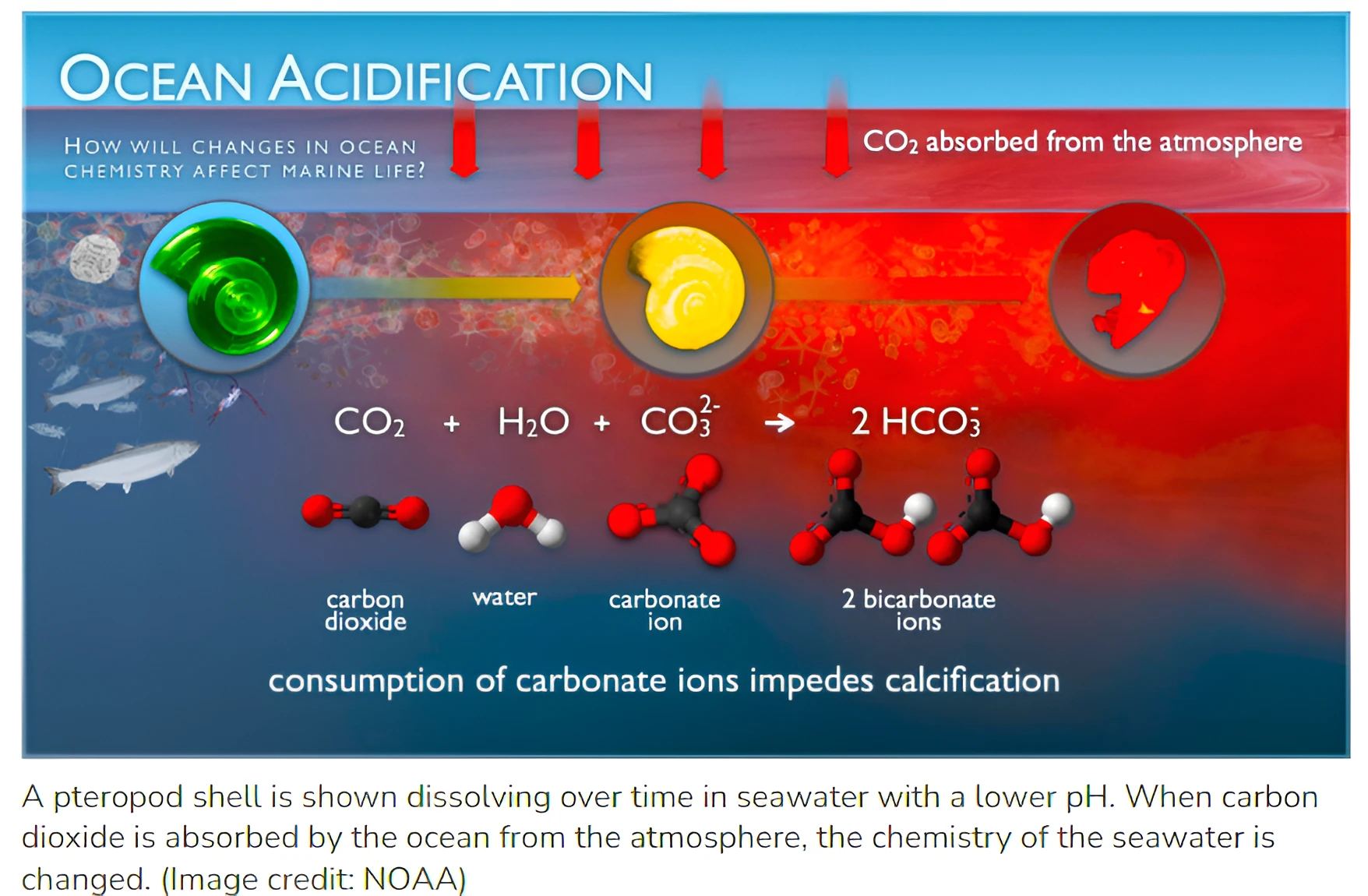 Ocean Acidification