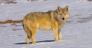 Himalayan Wolf