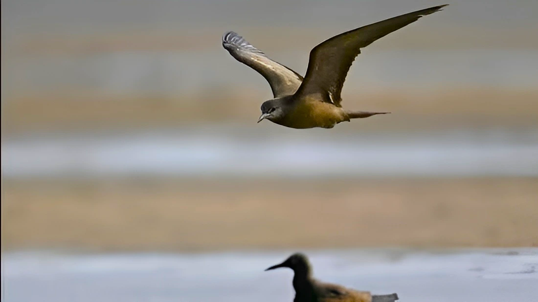 Pelagic birds