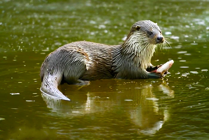 Eurasian Otter