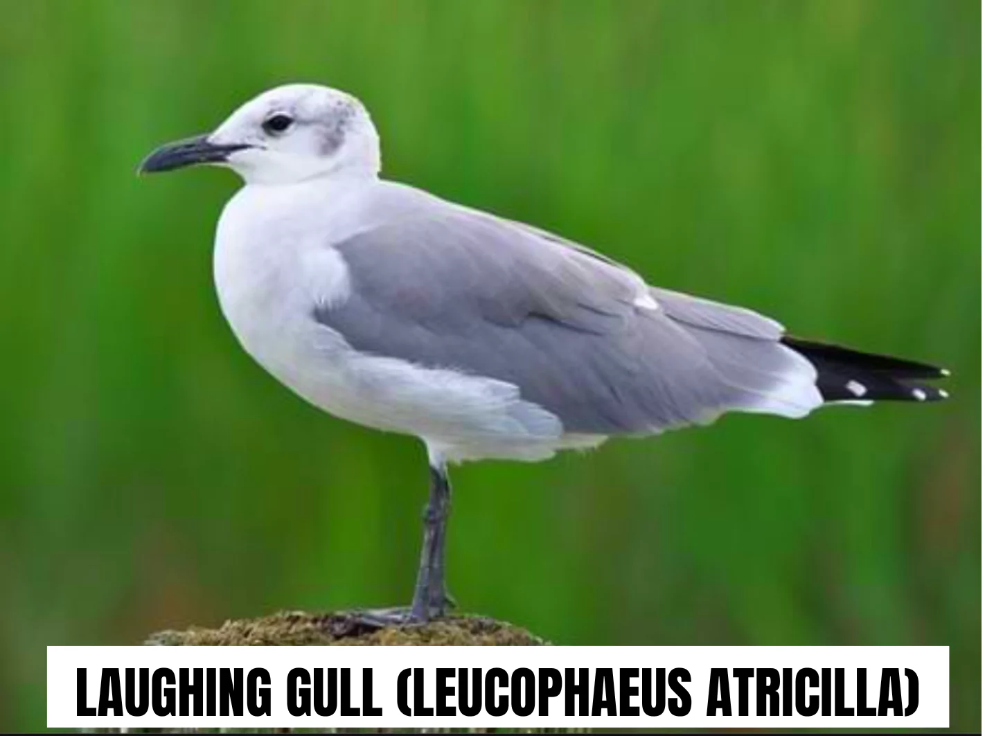 Laughing Gull