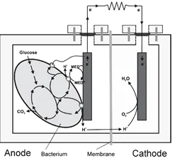 microbial fuel cells